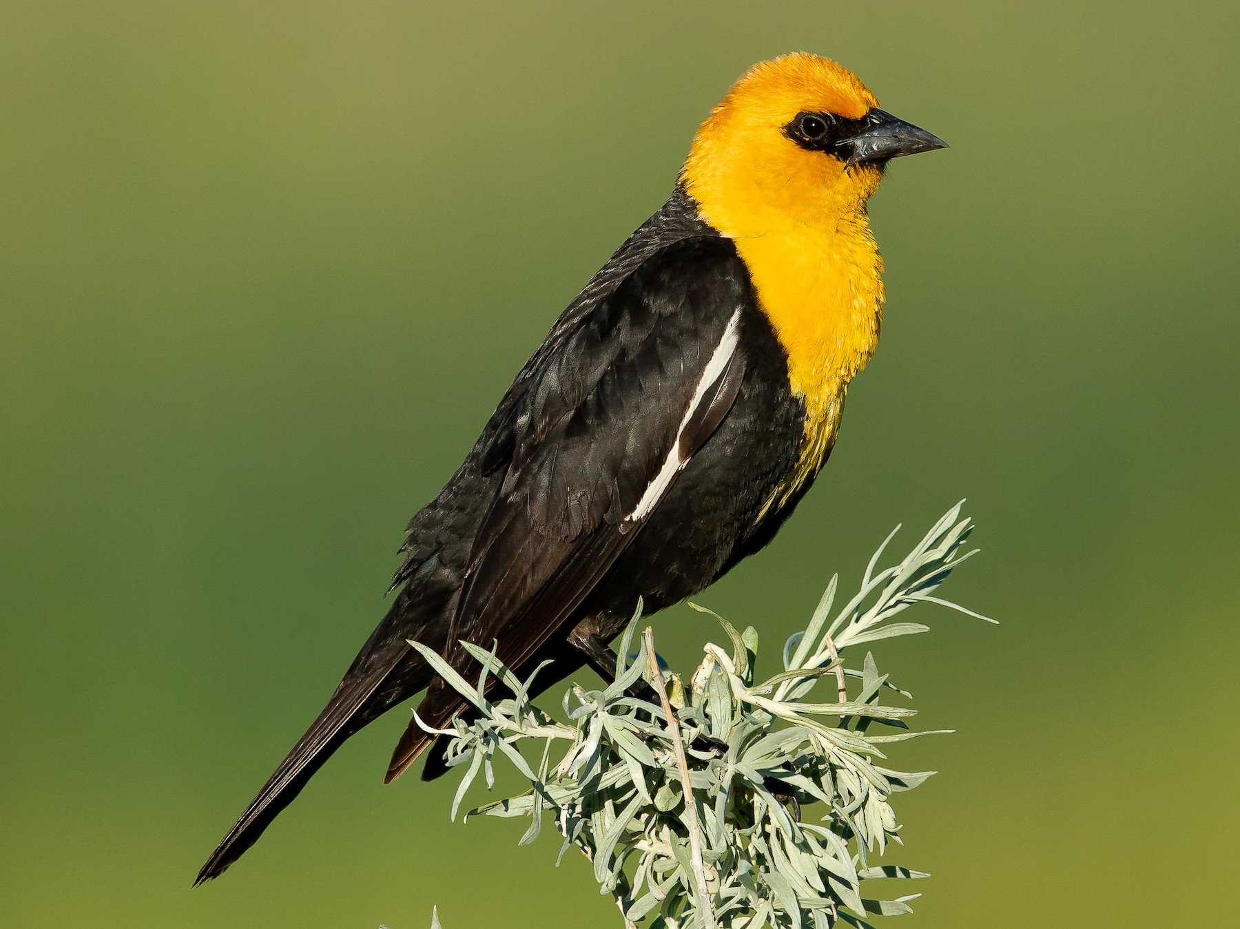 About 1 — Bluff Lake Nature Center